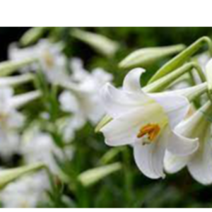 Lilies