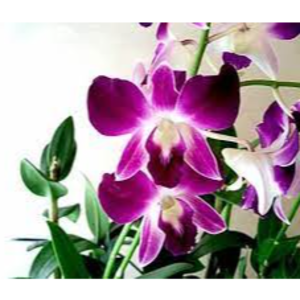Orchids