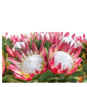 King Protea