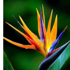 Bird of Paradise