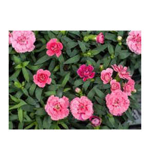 Carnations