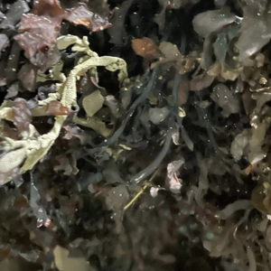 SARGASSUM SEAWEED