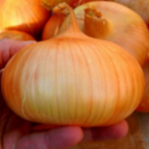 Yellow Onion/ Bawang Holland