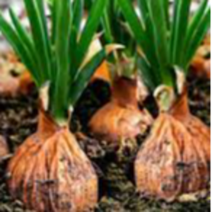 Top quality red onion factory direct supply fresh onion low price export