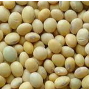Non GMO High Grade Good Quality Soy Beans
