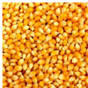 Bulk Yellow Corn for Human Consumption.