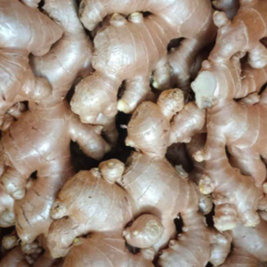 Wholesale Organic Fresh Ginger