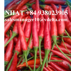 TOP WHOLESALE FROZEN RED CHILI VIET NAM/ PREMIUM QUALITY AND COMPETITIVE PRICE +84 938023905 - Nhat