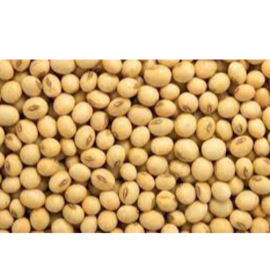 Soyabean