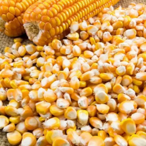 Yellow Corn, Dry Yellow Maize