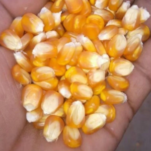 Yellow Corn, Dry Yellow Maize