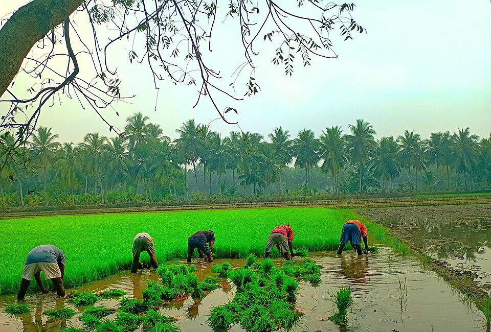 Gotukola