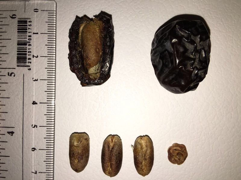 Dried Dates