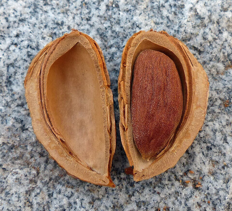 Fox Nut