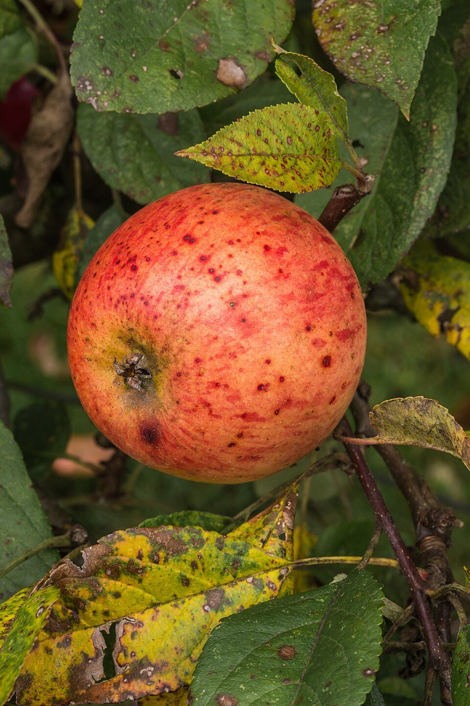 Custord Apple