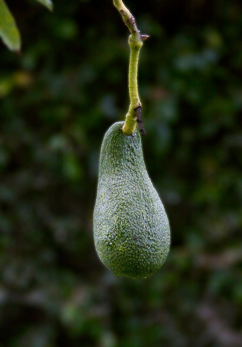 Avocado