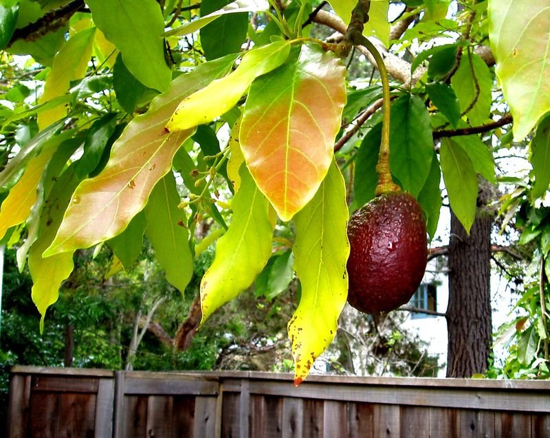 Premium Colombian Hass Avocados