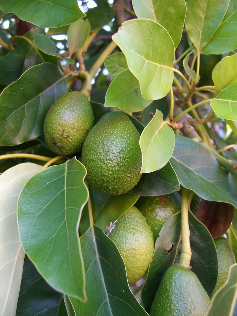 Pangeran Avocado