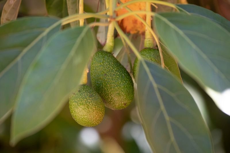 Avocados (Hass & Fuerte Varieties)