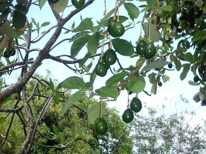 AVOCADO