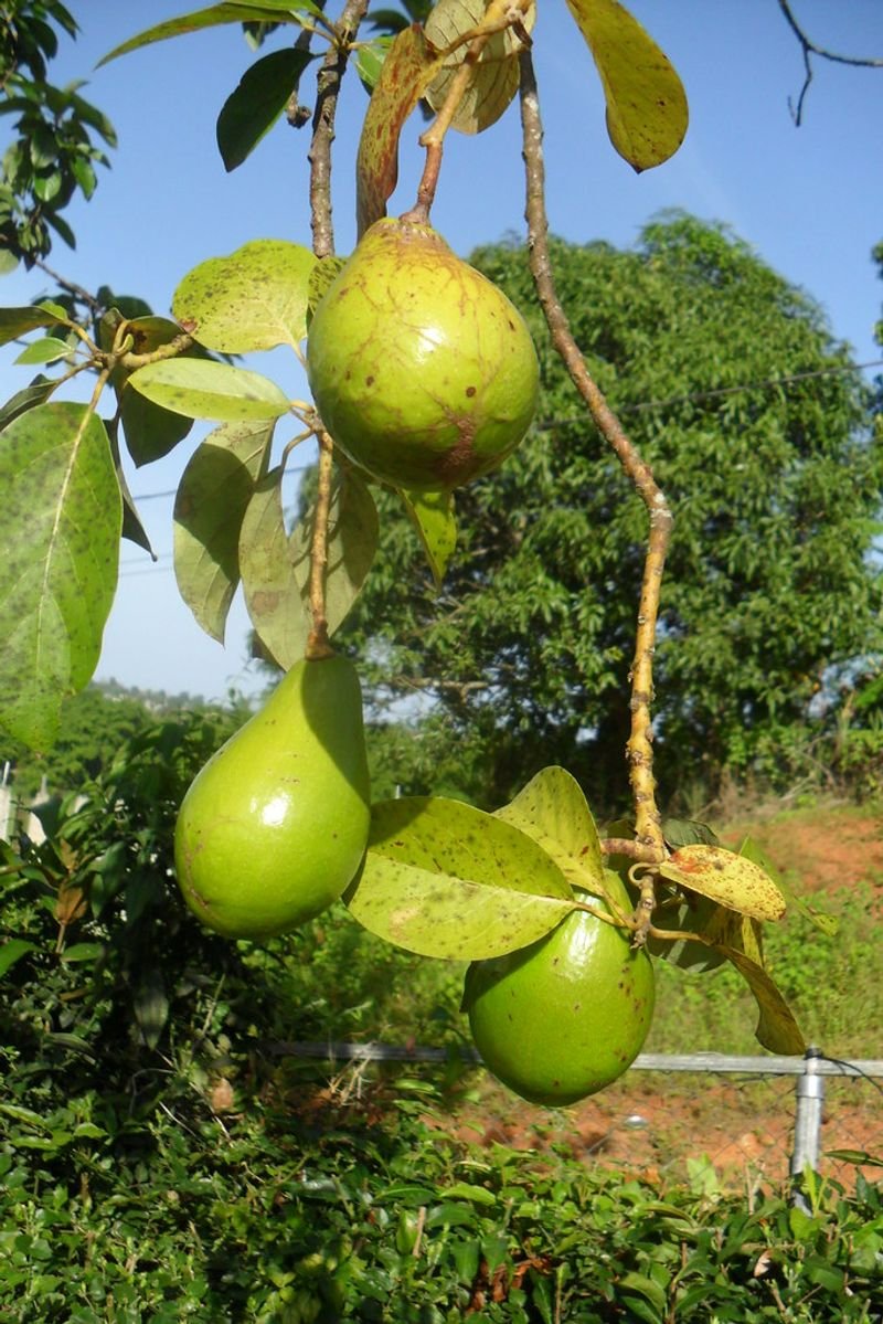 Avocados