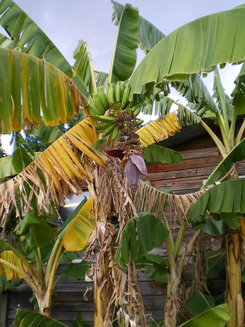 Banana Flower