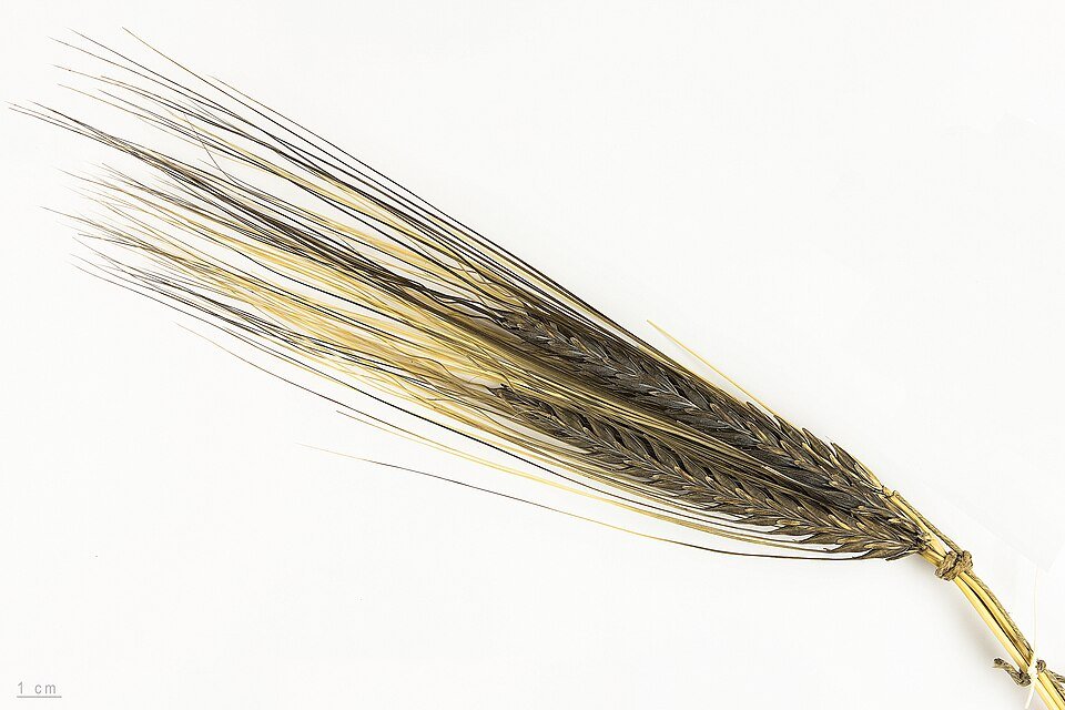 Barley