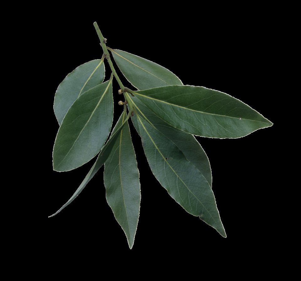 Senna Leaves, Foliem Sennae, Senna Alexandrina