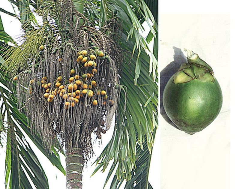 Palm kennel fruit