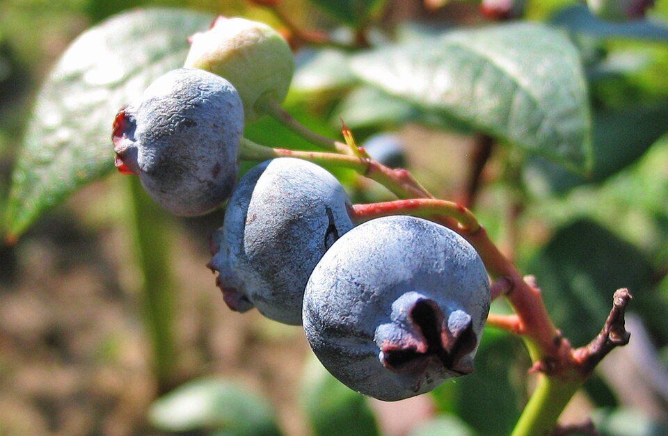 Bio Certified Blueberries