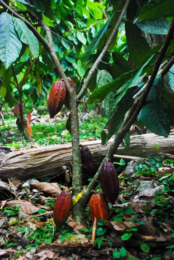 Cocoa (Cacao)