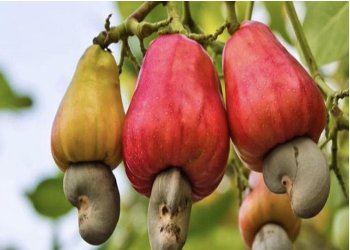 Cashew Nut