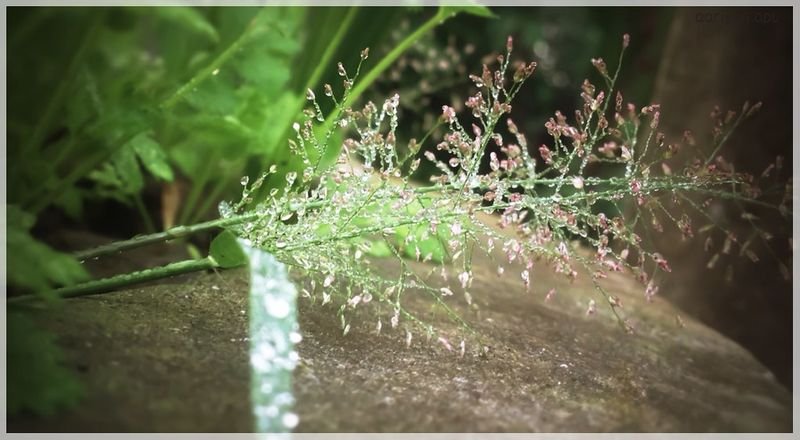 wet flies