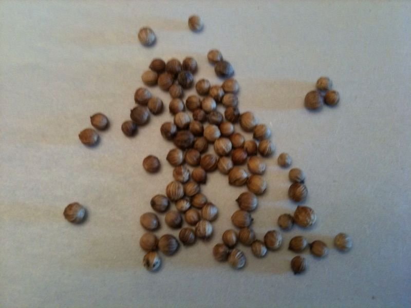 cummin seeds