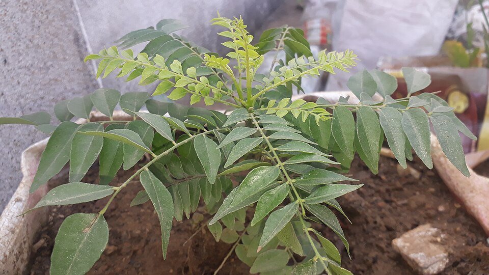 NEEM PLANT