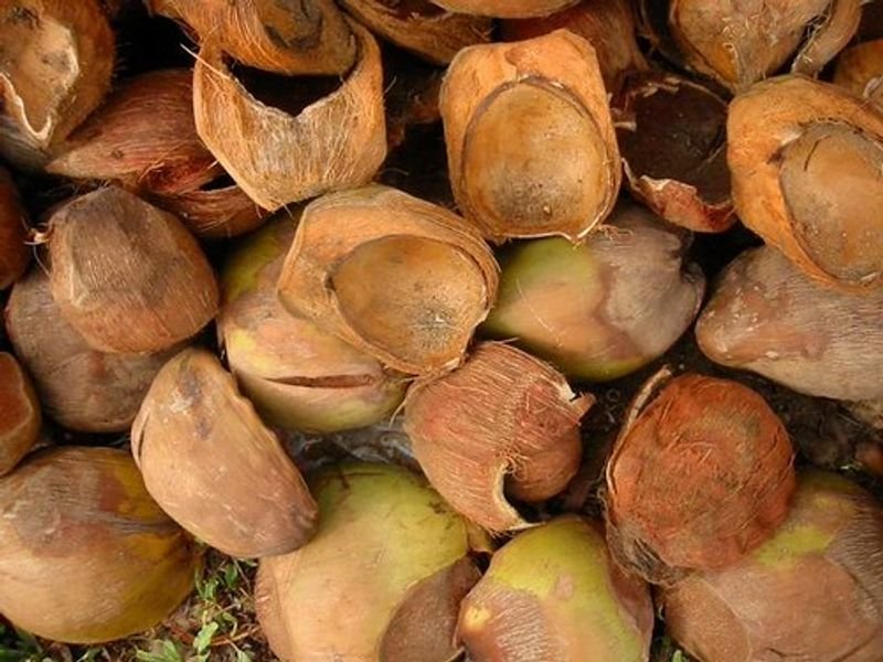 BITTER KOLA