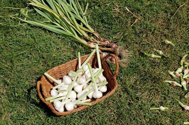 Onions, garlic, ginger