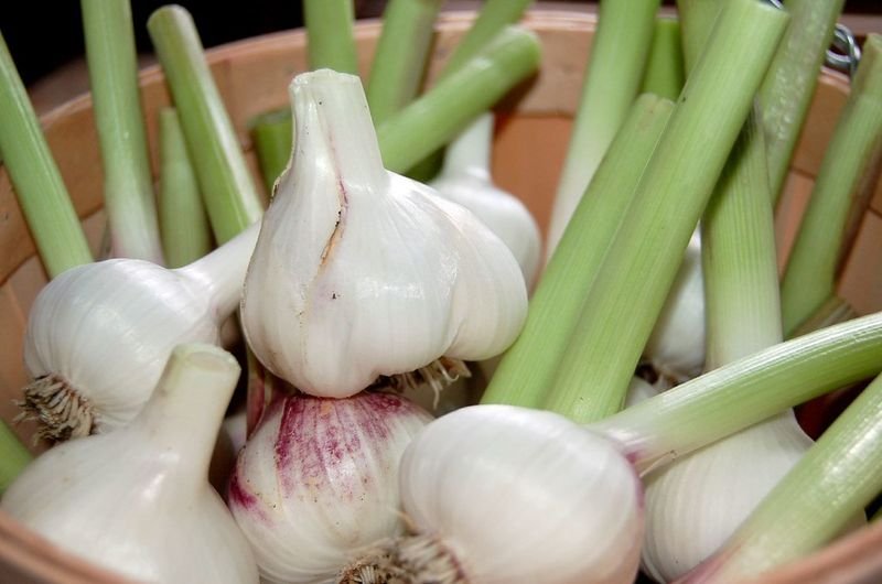 Indian Garlic