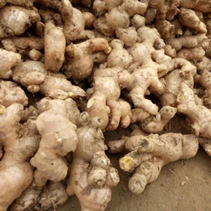 A Grade Fresh Ginger