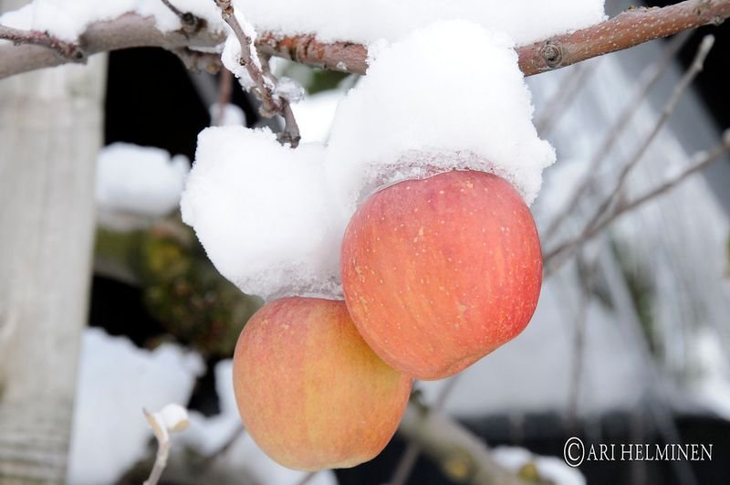 Fuji Apple