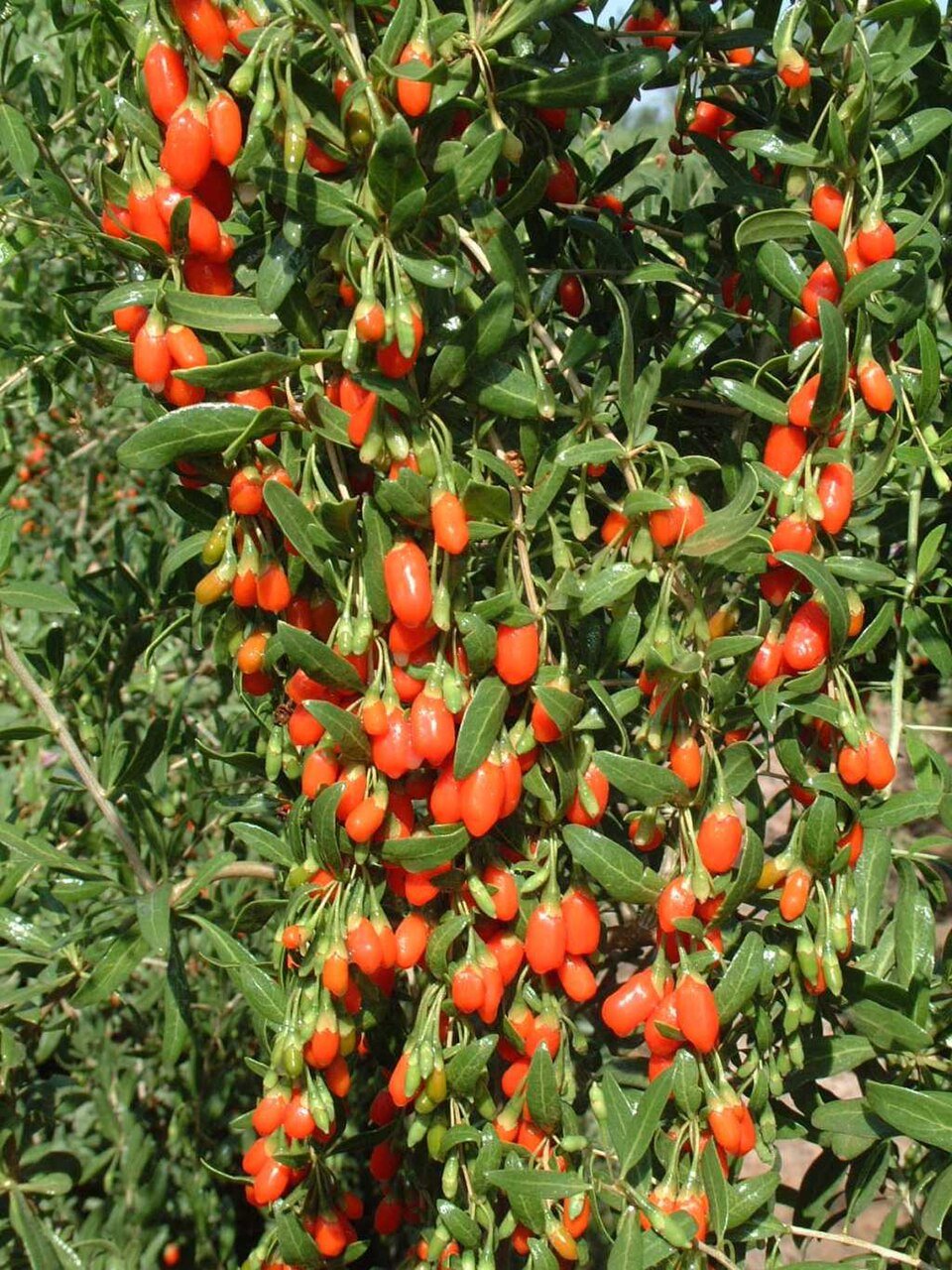 Conventional Goji Berry