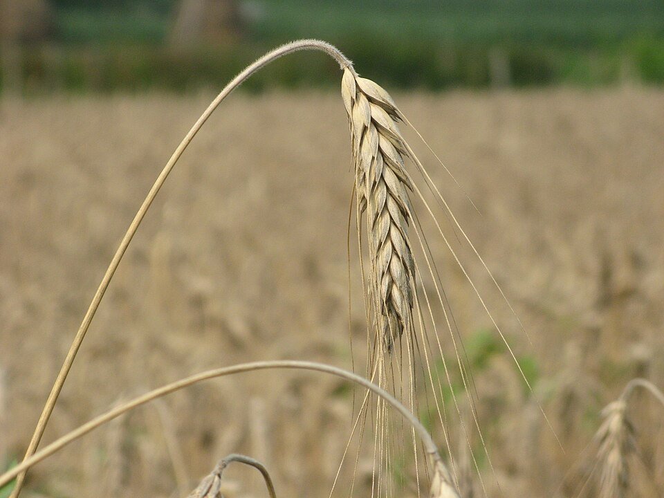 Wheat