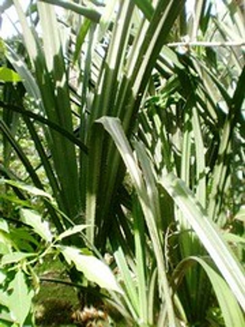ZeoPlant