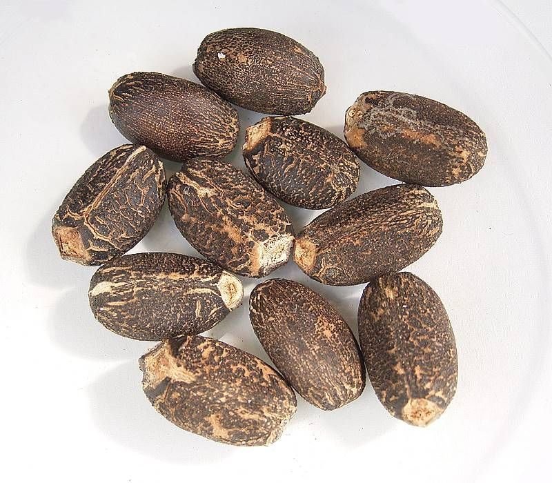Mucuna Extract Upto 60% L-Dopa