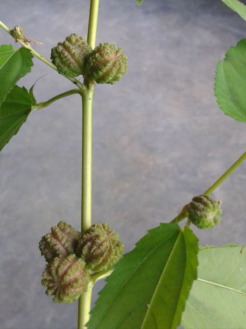 Noni