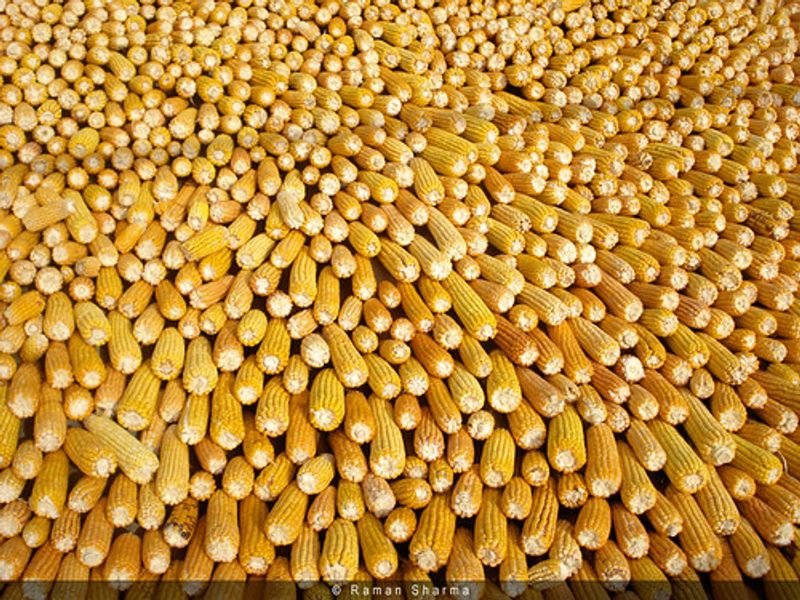 White Corn Or Yellow Corn , Maize