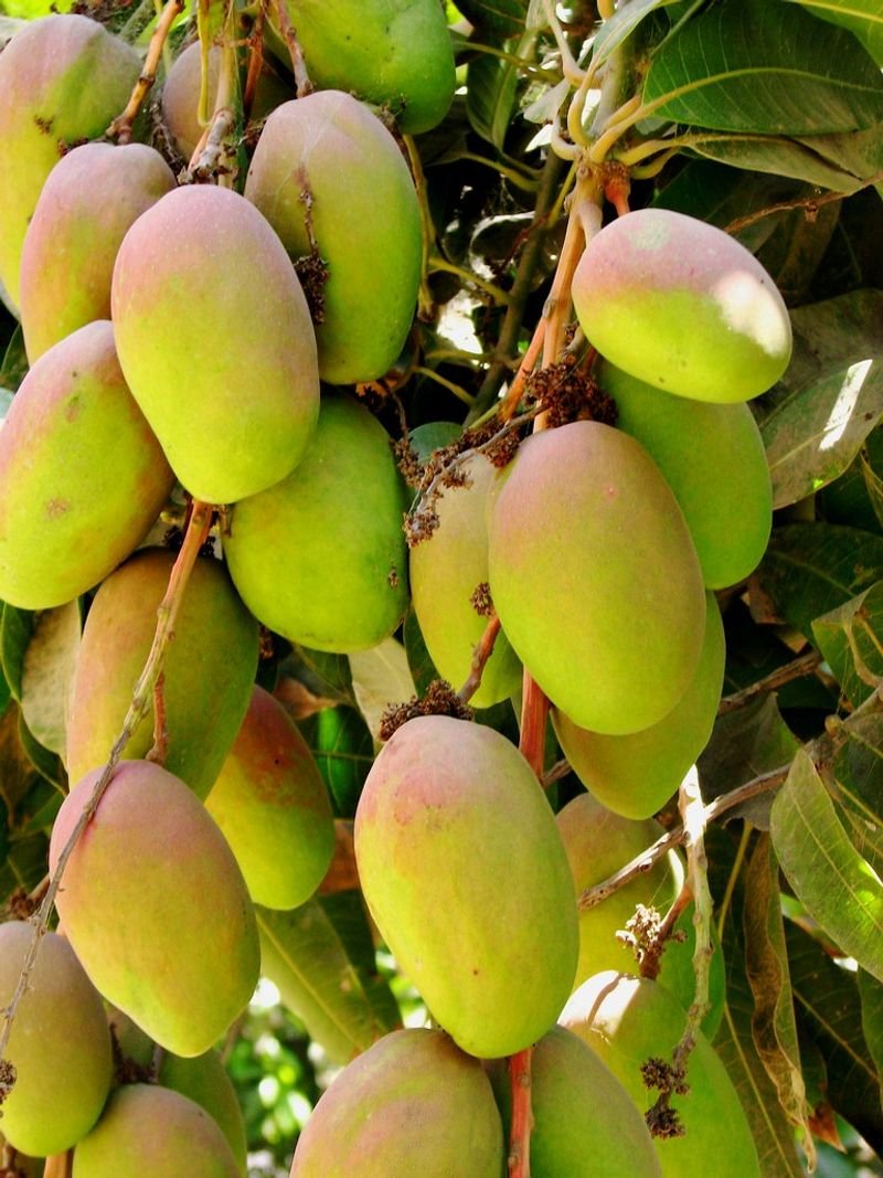 Mangoes