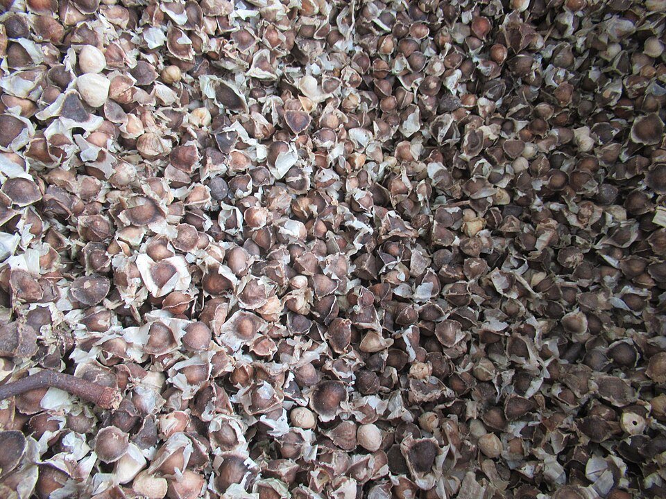 Coconut Shell Chips