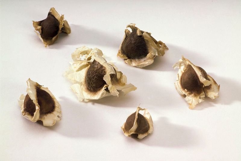 Sugarfree Filled Milk Chocolate Bites