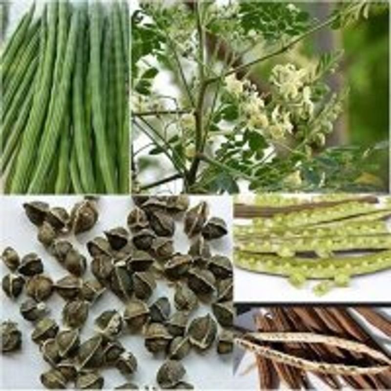Moringa Dry Seeds